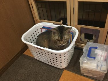 沼津猫カフェにゃんこ婚活ありがとうございました